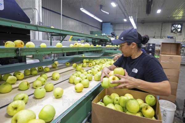 Berrien Springs, Michigan - Fresh apples are sorted and packed at Hildebrand Fruit Farms. Michigan is the second-largest grower of apples in the United States