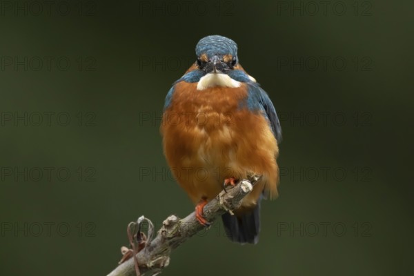 Common kingfisher (Alcedo atthis) adult male bird on a tree branch, England, United Kingdom