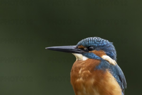 Common kingfisher (Alcedo atthis) adult male bird head portrait, England, United Kingdom