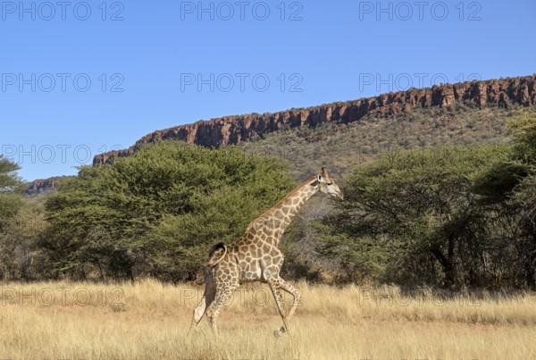 Angola giraffe (Giraffa camelopardalis angolensis) at the foot of the Waterberg, Otjozondjupa region, Namibia