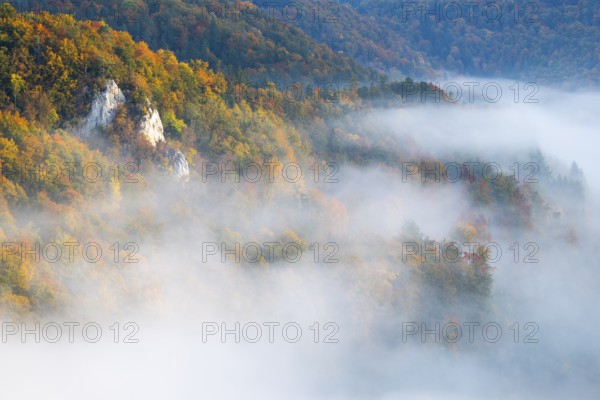 View from the Knopfmacherfelsen into the Danube valley, limestone rock, rock face, mixed forest, autumn colours, fog, autumn, Fridingen, Danube valley, Upper Danube nature park Park, Baden-Württemberg, Germany