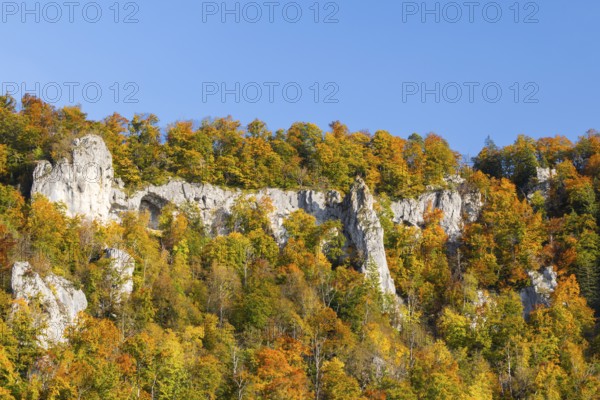 Rock face with mixed forest in autumn colours, limestone rock, autumn, Schaufelsen Donautal, Naturpark Obere Donau, Baden-Württemberg, Germany