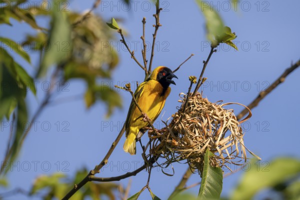 Village weaver (Ploceus cucullatus, Textor cucullatus) at the nest, also Textor weaver, Uganda