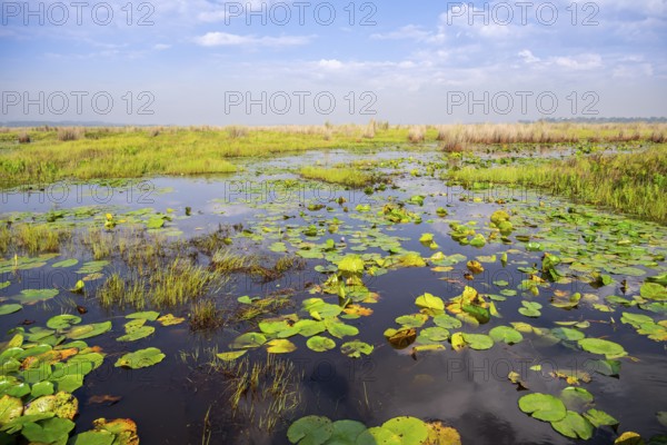 Water lilies (Nymphaeaceae), landscape at Mabamba Swamp, Lake Victoria, Uganda