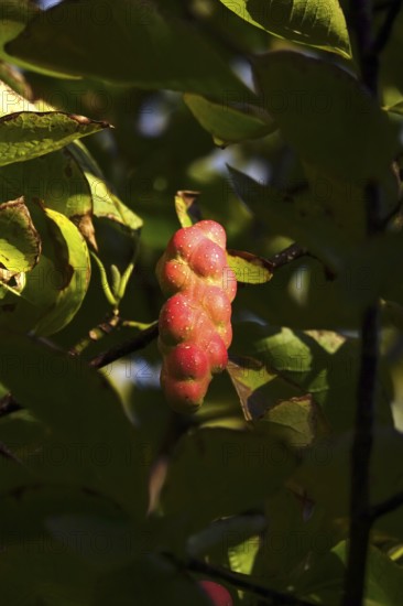 Fruits of the magnolia, September, Germany
