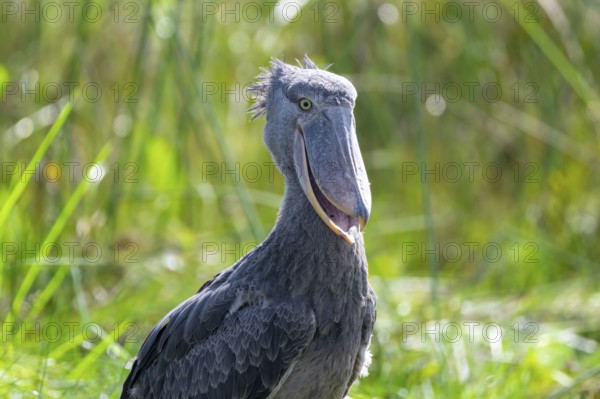 Shoebill (Balaeniceps rex) in the swamps of Mabamba, Lake Victoria, Uganda
