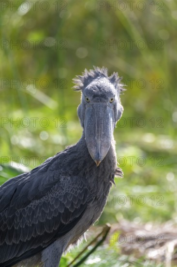 Shoebill (Balaeniceps rex) in the swamps of Mabamba, Lake Victoria, Uganda