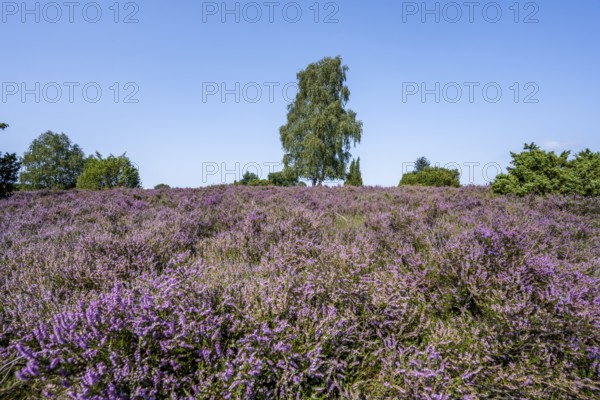Purple flowering heath, broom heather and juniper bushes, in Totengrund, Wilsede, Lüneburg Heath nature reserve, Lower Saxony, Germany