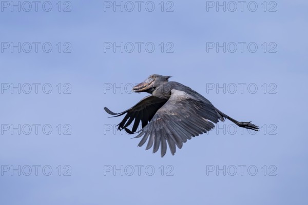 Shoebill (Balaeniceps rex) in flight, bird in the sky, Mabamba, Lake Victoria, Uganda