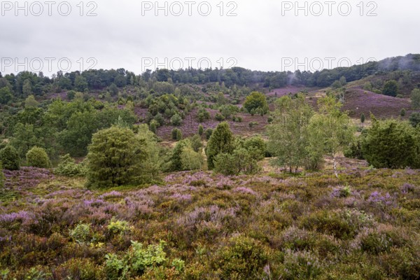 Purple flowering heath, broom heather and juniper bushes, Lüneburg Heath nature reserve, Lower Saxony, Germany