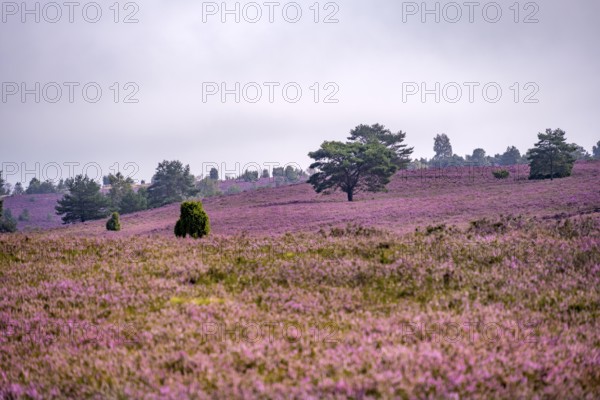 Purple flowering heath, heather and juniper bushes, Lüneburg Heath nature reserve, Lower Saxony, Germany