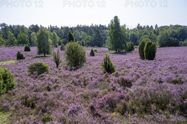 Purple flowering heath, broom heather and juniper bushes, in Totengrund, Wilsede Lüneburg Heath nature reserve, Lower Saxony, Germany