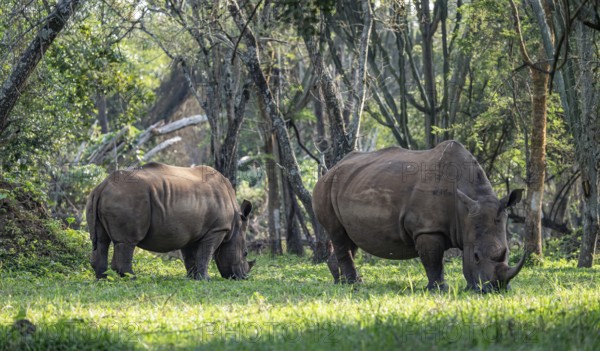 Two animals, Southern white rhinoceros (Ceratotherium simum simum), Ziwa Rhino Sanctuary, Uganda