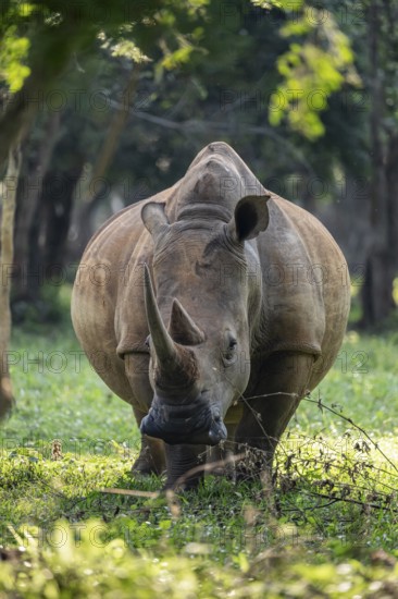 Southern white rhinoceros (Ceratotherium simum simum), Ziwa Rhino Sanctuary, Uganda