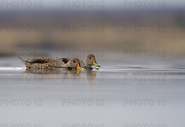 Andean duck (Anas flavirostris), Torres del Paine National Park, Patagonia, Chile, South America