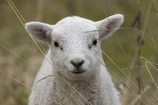 Domestic sheep (Ovis aries) juvenile baby lamb farm animal head portrait in spring, England, United Kingdom