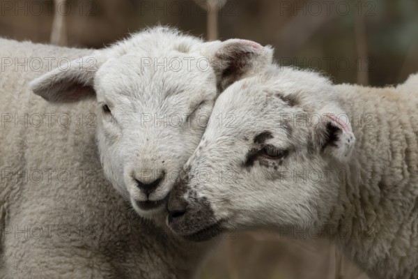 Domestic sheep (Ovis aries) two juvenile baby lambs farm animals greeting each other in spring, England, United Kingdom
