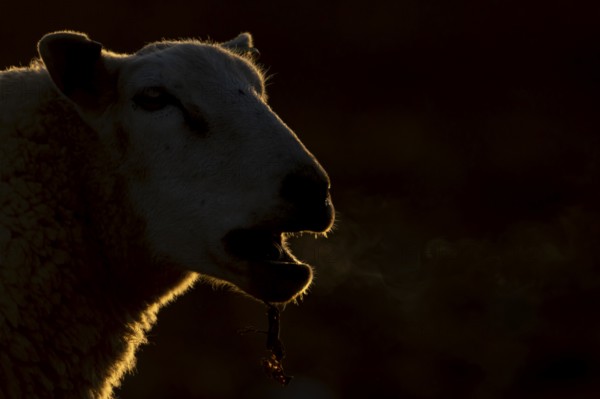 Domestic sheep (Ovis aries) adult farm animal bleeting in winter, England, United Kingdom