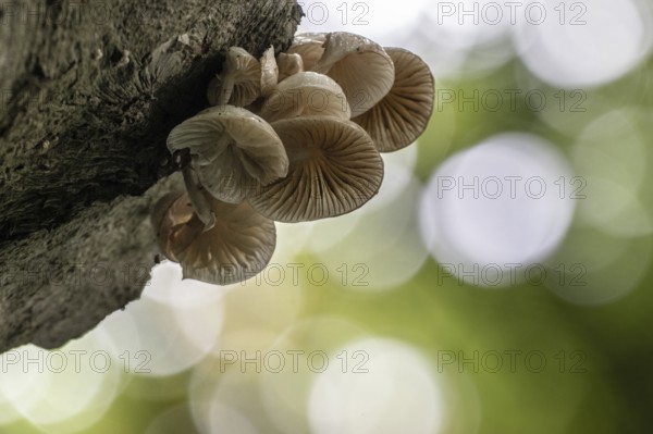 Ringed beech slime moulds (Oudemansiella mucida), Emsland, Lower Saxony, Germany