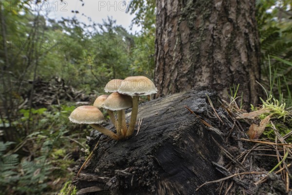 Sulphur tuft (Hypholoma fasciculare) Emsland, Lower Saxony, Germany