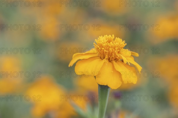 Marigolds (Tagetes), Emsland, Lower Saxony, Germany
