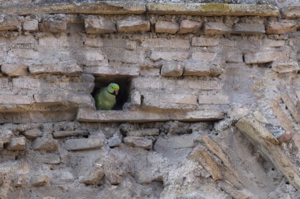 Ring-necked or Rose-ringed parakeet (Psittacula krameri) adult bird looking out of a hole in an ancient city building, Rome, Italy