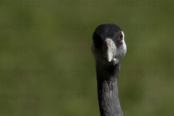 Eurasian or Common crane (Grus grus) adult bird head portrait, England, United Kingdom