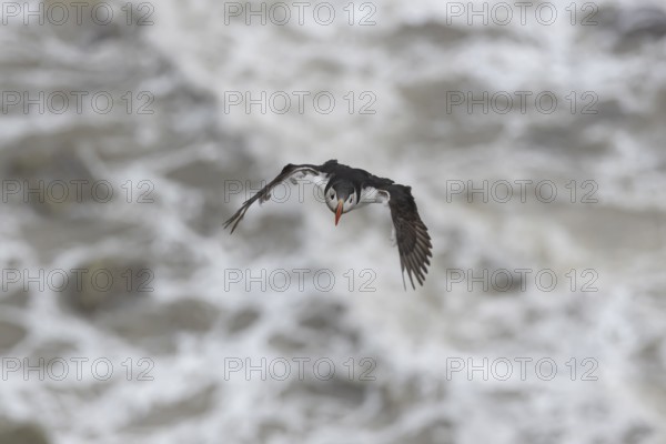 Atlantic puffin (Fratercula arctica) adult sea bird flying, England, United Kingdom