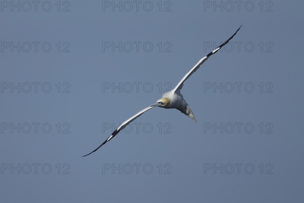 Northern gannet (Morus bassanus) adult sea bird flying, England, United Kingdom