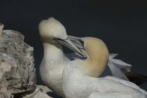 Northern gannet (Morus bassanus) two adult sea birds during their courtship love display on a cliff ledge, England, United Kingdom