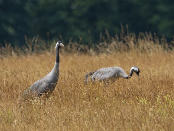 A pair of cranes looking for food, Mecklenburg-Western Pomerania, Germany