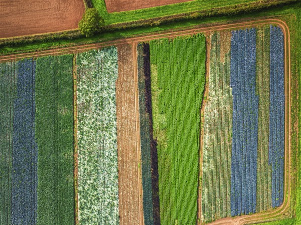Top down view of red and green cabbage field from a drone, Devon, England, United Kingdom