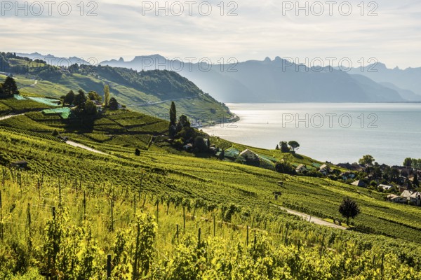Picturesque village in the vineyards by the lake, Epesses, Lavaux, UNESCO World Heritage Site, Lake Geneva, Lac Léman, Canton of Vaud, Switzerland