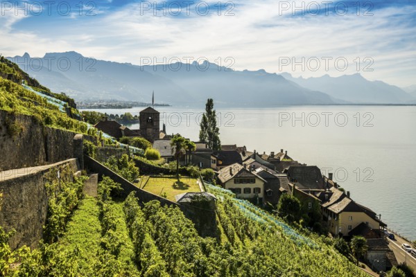 Picturesque village in the vineyards by the lake, Saint-Saphorin, Lavaux, UNESCO World Heritage Site, Lake Geneva, Lac Léman, Canton of Vaud, Switzerland