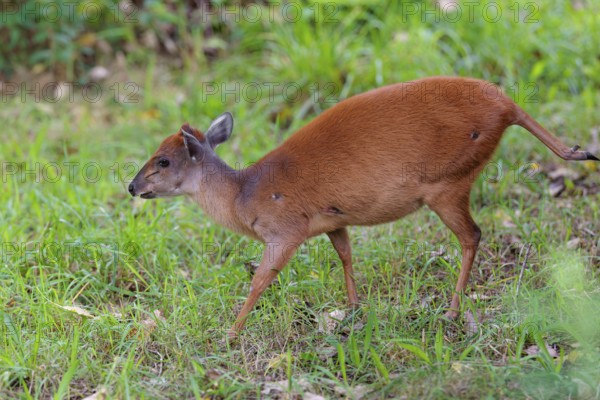 A female Red Forest Duiker (Cephalophus natalensis) stands in a green meadow, eating grass and herbs. Southeastern Africa