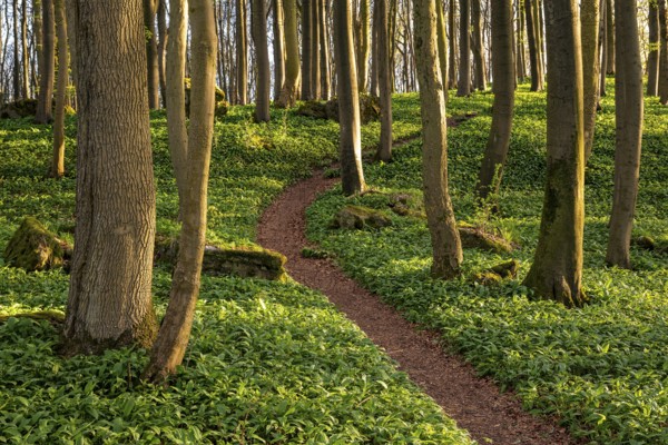 Winding forest path through an idyllic beech forest in spring with lush green wild garlic on the ground, Naturwald Saubrink-Oberberg, Ith, Weserbergland, Lower Saxony, Germany