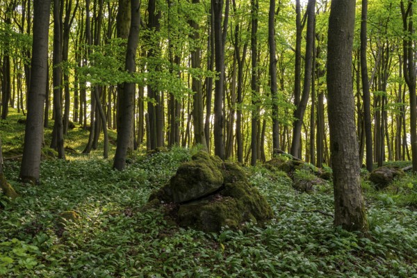 The light of the sun shines in an idyllic beech forest in spring with lush green wild garlic on the ground, Naturwald Saubrink-Oberberg, Ith, Weserbergland, Lower Saxony, Germany