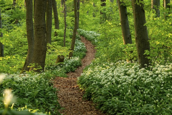 Winding forest path through an idyllic, light-flooded beech forest with wild garlic in bloom in spring, Ith, Weserbergland, Lower Saxony, Germany