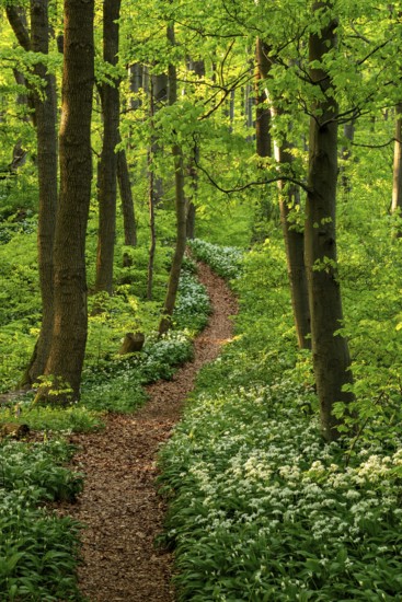 Winding forest path through an idyllic, light-flooded beech forest with wild garlic in bloom in spring, Ith, Weserbergland, Lower Saxony, Germany