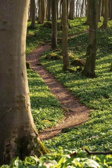 Winding forest path through an idyllic beech forest in spring with lush green wild garlic on the ground, Naturwald Saubrink-Oberberg, Ith, Weserbergland, Lower Saxony, Germany