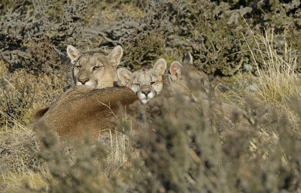 Cougar (Cougar concolor) female with young, Torres del Paine National Park, Chile, South America