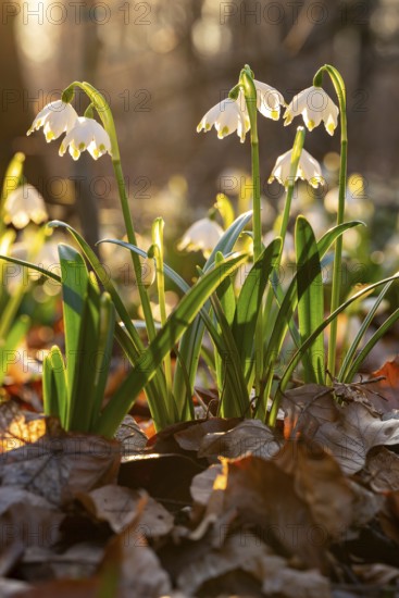 Close-up of spring knotweed (Leucojum vernum) in the forest, also known as marzenbecher, in picturesque evening light at flowering time in spring, Schweineberg nature reserve, Hameln, Lower Saxony, Germany