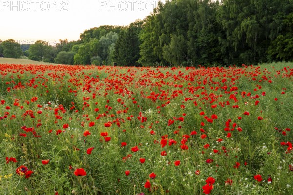 Field with red flowering poppies (Papaver rhoeas) in front of a green forest, Lower Saxony, Germany