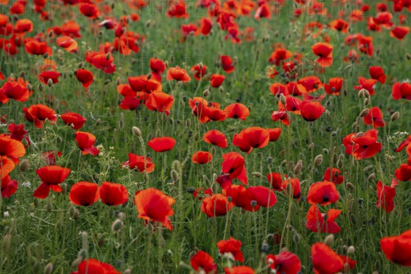 Full-frame photograph of a field of red-flowering poppies (Papaver rhoeas) in soft backlighting, Lower Saxony, Germany