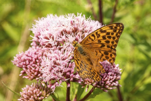Close-up of an Emperor Cloak (Argynnis paphia) on pink flowering Hemp agrimony (Eupatorium cannabinum), Germany