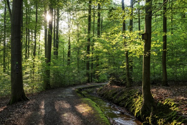 The sun shines on an idyllic hiking trail along the moat of the Schwalenberger Stadtwasser, lined with beech trees, Weg der Stille, Schieder-Schwalenberg, Teutoburg Forest, North Rhine-Westphalia, Germany