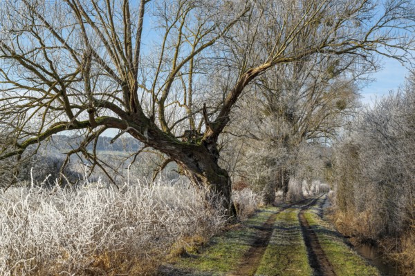 Field path through the Emmer meadows on a frosty winter morning, with icy trees and bushes at the edge of the path, Lügde, North Rhine-Westphalia, Germany