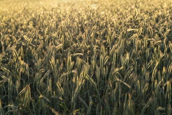 Full-format photograph of a rye field (Secale cereale) in atmospheric evening backlight, Germany