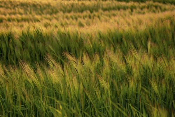 Full-format photograph of a barley field (Hordeum vulgare) in atmospheric evening backlight, Germany