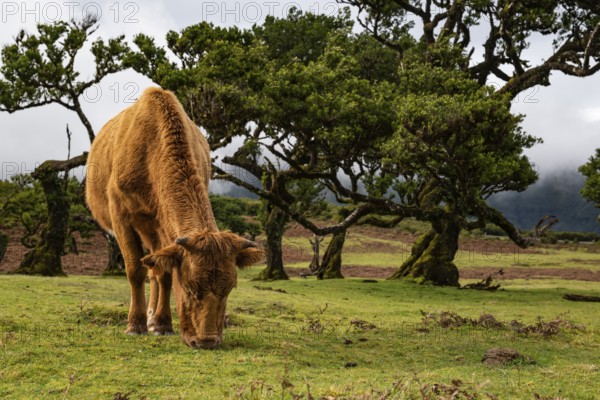 A grazing cow in front of pristine laurel trees in the magical, mystical laurel forest of Fanal, protected area and UNESCO World Heritage Site Laurisilva, Madeira, Portugal